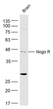 Nogo R Rabbit Polyclonal Antibody