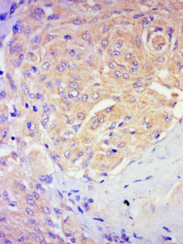 Nogo-A Rabbit Polyclonal Antibody