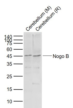 Nogo B Rabbit Polyclonal Antibody