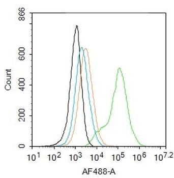 NADPH oxidase 4 Rabbit Polyclonal Antibody