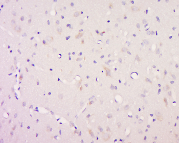 Neurotrophin 3 Rabbit Polyclonal Antibody