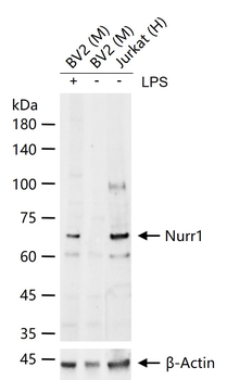 Nurr1 Rabbit Polyclonal Antibody