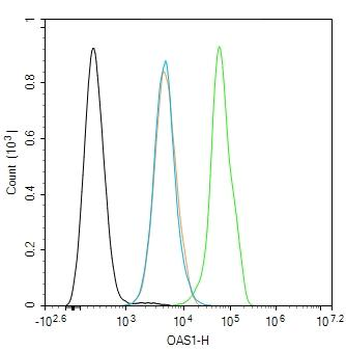 OAS1 Rabbit Polyclonal Antibody