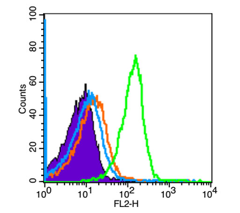 Oct4 Rabbit Polyclonal Antibody