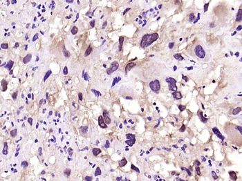 Oct-3/Oct-4 Rabbit Polyclonal Antibody
