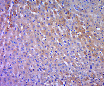 ODC1 Rabbit Polyclonal Antibody