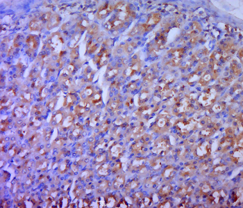 ODC1 Rabbit Polyclonal Antibody