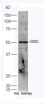 ODC1 Rabbit Polyclonal Antibody