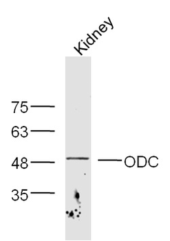 ODC1 Rabbit Polyclonal Antibody