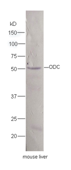 ODC1 Rabbit Polyclonal Antibody