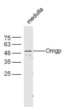 Omgp Rabbit Polyclonal Antibody