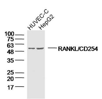 RANKL/CD254 Rabbit Polyclonal Antibody