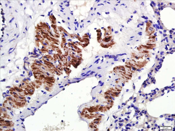 Osteopontin Rabbit Polyclonal Antibody