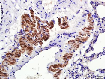 Osteopontin Rabbit Polyclonal Antibody