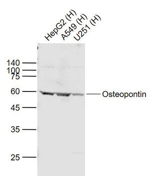 Osteopontin Rabbit Polyclonal Antibody