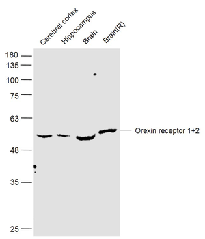 Orexin receptor 1+2 Rabbit Polyclonal Antibody