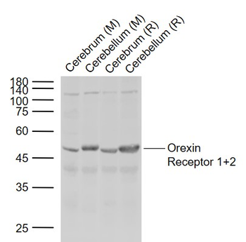Orexin receptor 1+2 Rabbit Polyclonal Antibody