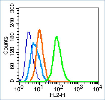 CDKN2A/p16-INK4a Rabbit Polyclonal Antibody