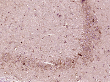 P38 MAPK Rabbit Polyclonal Antibody