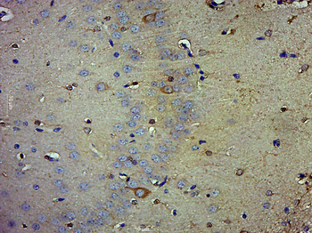 P38 MAPK Rabbit Polyclonal Antibody