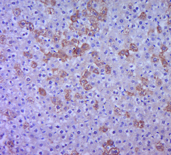 P38 MAPK Rabbit Polyclonal Antibody