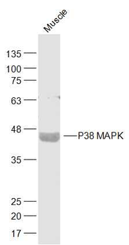 P38 MAPK Rabbit Polyclonal Antibody