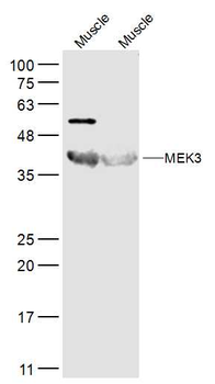 MEK3 Rabbit Polyclonal Antibody
