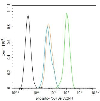 Phospho-P53 (Ser392) Rabbit Polyclonal Antibody