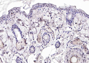 Phospho-P53 (Ser392) Rabbit Polyclonal Antibody