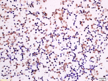 Phospho-P53 (Ser392) Rabbit Polyclonal Antibody