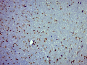 PAG608 Rabbit Polyclonal Antibody