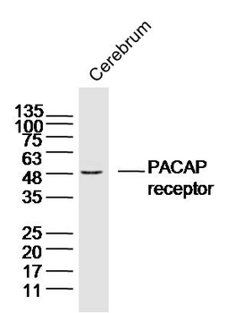 PACAP receptor Rabbit Polyclonal Antibody