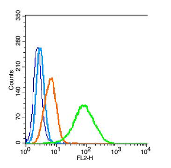 PALB2 Rabbit Polyclonal Antibody