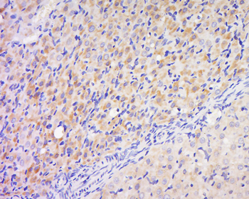 Phospho-PAK2 (Ser141) Rabbit Polyclonal Antibody