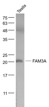 FAM3A Rabbit Polyclonal Antibody