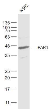 PAR1 Rabbit Polyclonal Antibody