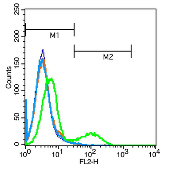 PAX8 Rabbit Polyclonal Antibody