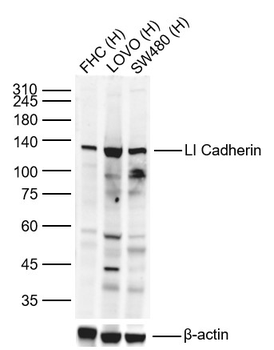 CDH17／LI Cadherin Rabbit Polyclonal Antibody