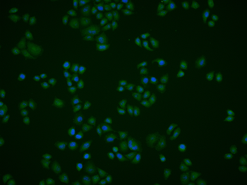 PDCD4 Rabbit Polyclonal Antibody