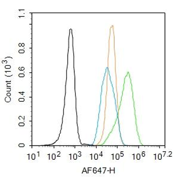 FOXO1A Rabbit Polyclonal Antibody