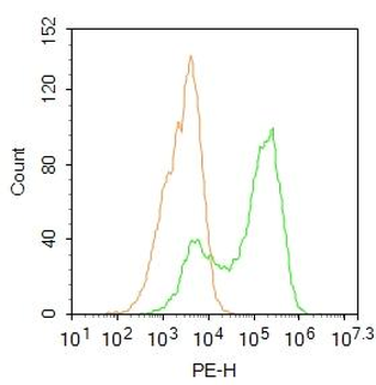 FOXO1A Rabbit Polyclonal Antibody