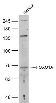 FOXO1A Rabbit Polyclonal Antibody