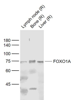 FOXO1A Rabbit Polyclonal Antibody