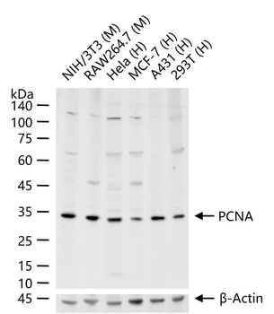 PCNA Rabbit Polyclonal Antibody