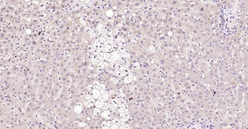 PCNA Rabbit Polyclonal Antibody