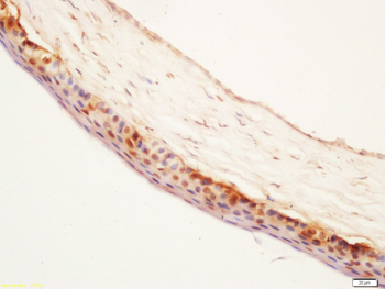 PEDF Rabbit Polyclonal Antibody