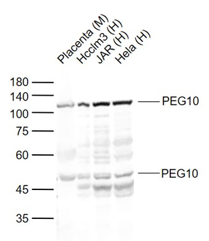 PEG10 Rabbit Polyclonal Antibody