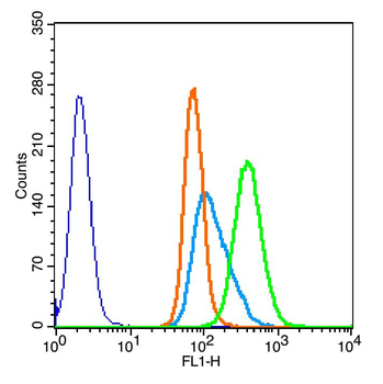 Phospho-FSCN1 (Ser39) Rabbit Polyclonal Antibody