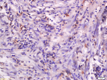 PGC Rabbit Polyclonal Antibody