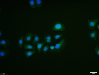 Prohibitin Rabbit Polyclonal Antibody